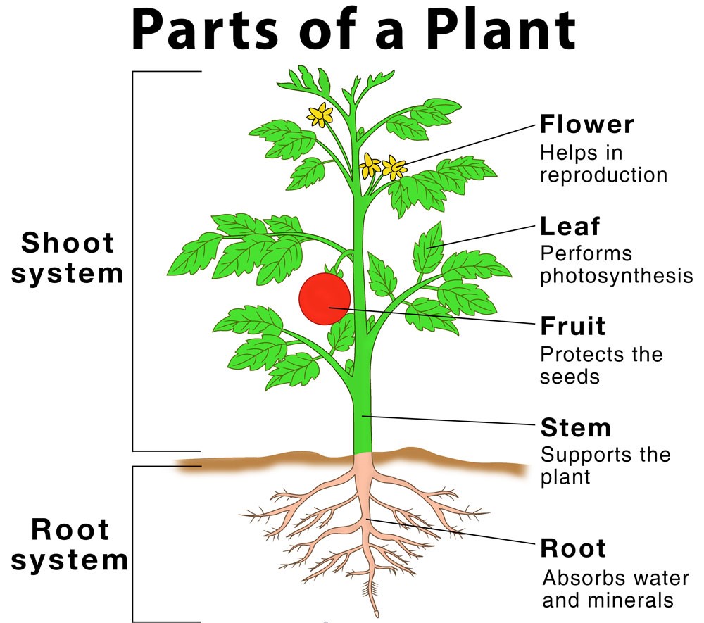 What Are Parts Of Plants And Their Functions Your Info Master