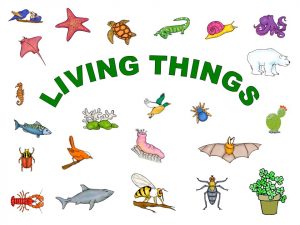 characteristics of living things, living things, What are the characteristics of living things
