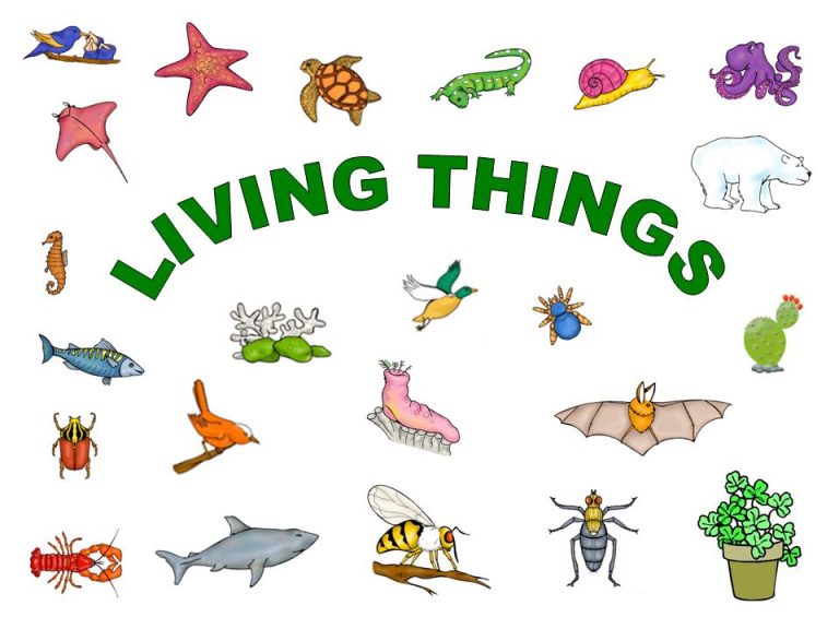 characteristics of living things, living things, What are the characteristics of living things