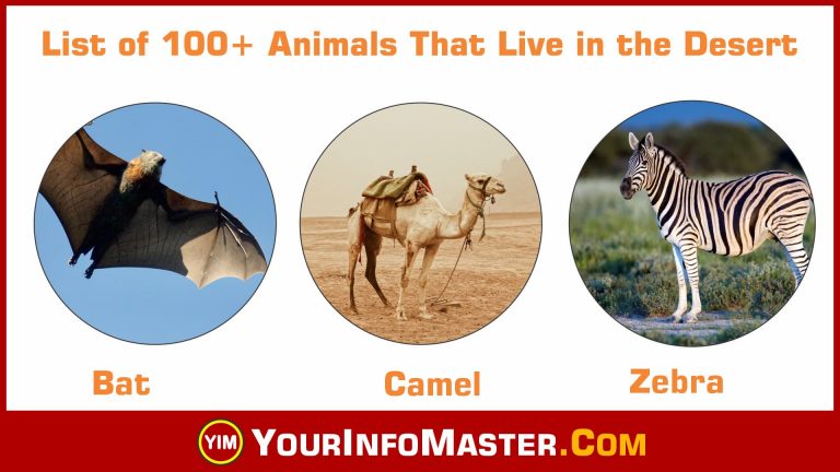 Animal Flashcards, Animal Infographics, Animal Names, Animal Vocabulary, Animal vocabulary words, Animal words, Animals That Live in the Desert, desert animal name, Desert Animals List, desert animals pictures, desert animals with names, Dessert Animals, List of 100+ Animals, list of animals that live in the desert, list of desert animals, what animal live in the desert