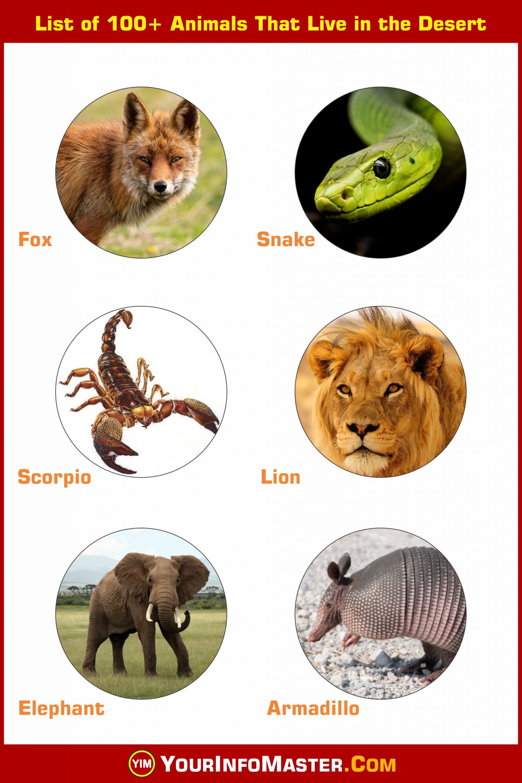 Animal Flashcards, Animal Infographics, Animal Names, Animal Vocabulary, Animal vocabulary words, Animal words, Animals That Live in the Desert, desert animal name, Desert Animals List, desert animals pictures, desert animals with names, Dessert Animals, List of 100+ Animals, list of animals that live in the desert, list of desert animals, what animal live in the desert