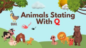 5 Letter Animal Names, 5 Letter Animal Starting With Q, Animal List, Animal Names in English, Animal Names Starting With Q, Animal Starting With Q, Animal Vocabulary, Animals Starting With Q, Animals That Start With Q, English, English Grammar, English Vocabulary, English Words, List of Animal Names That Start With Q, Vocabulary, Words That Start with q