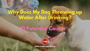 Why Does My Dog Throwing up Water After Drinking 10 Potential Causes