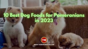 10 Best Dog Foods for Pomeranians in 2023