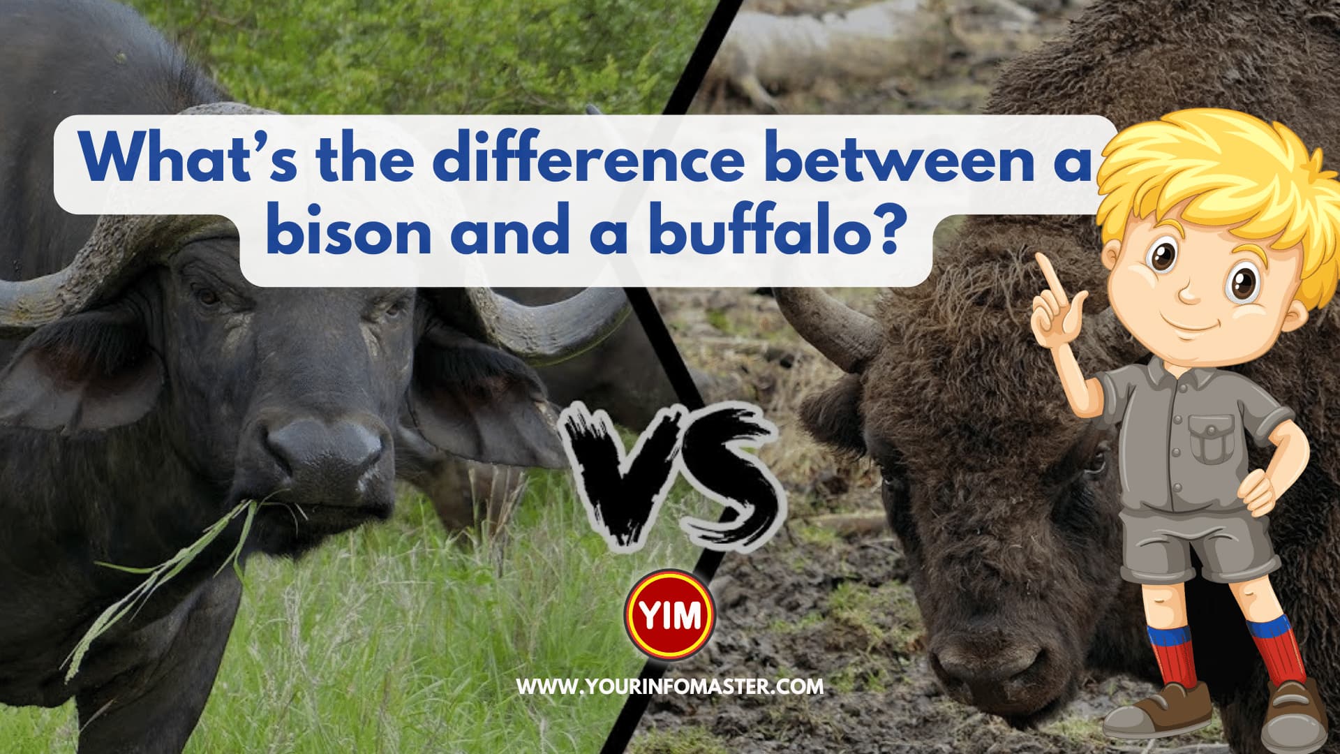 What is the difference between a bison and a buffalo