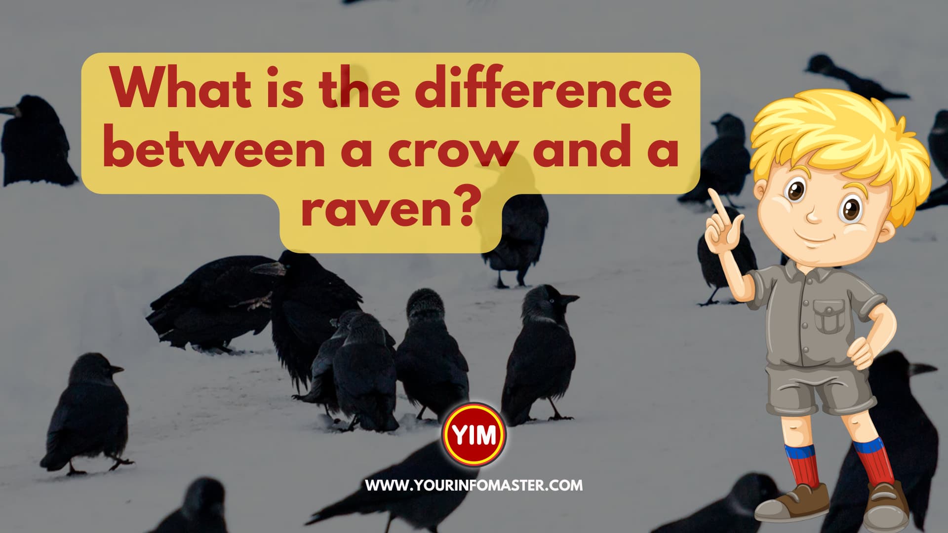 What is the difference between a crow and a raven?