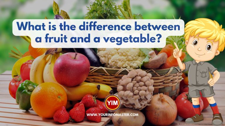 What is the difference between a fruit and a vegetable