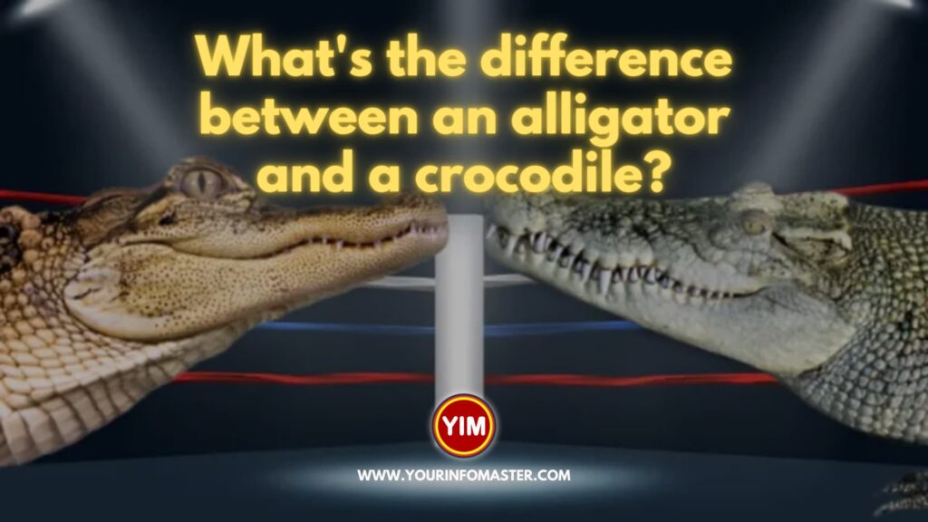 What's the difference between an alligator and a crocodile