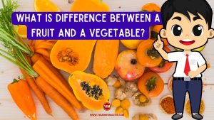 What is difference between a fruit and a vegetable