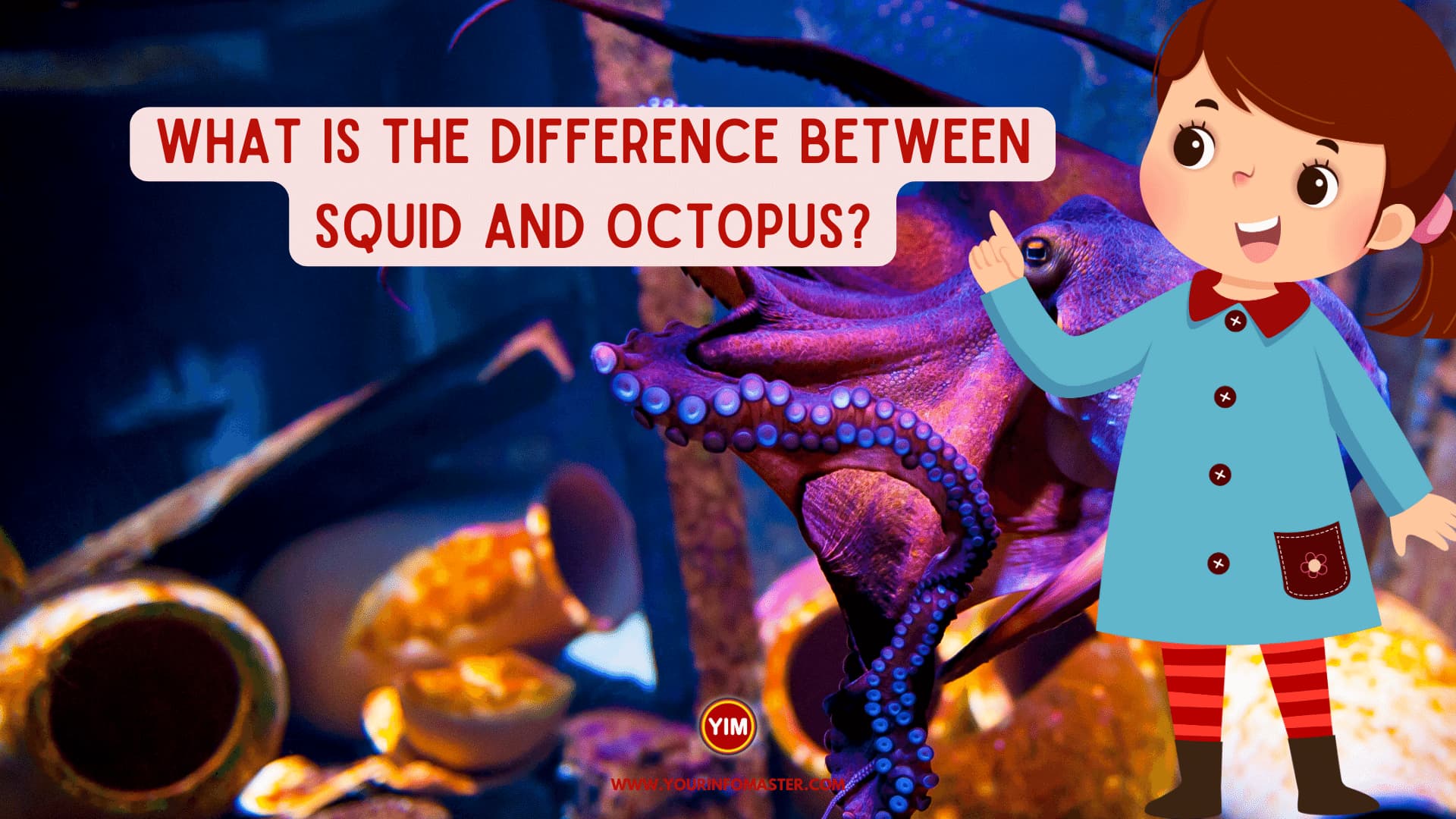 What is the difference between Squid and Octopus
