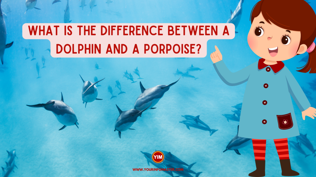 What is the difference between a dolphin and a porpoise