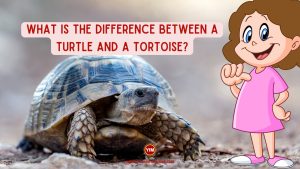 What is the difference between a turtle and a tortoise?