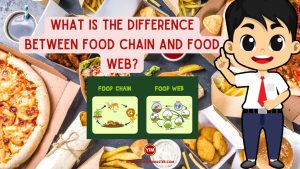 What is the difference between food chain and food web