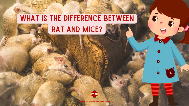 What is the difference between rat and mice
