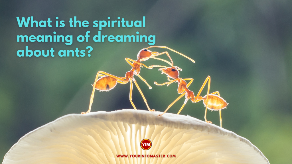 What is the spiritual meaning of dreaming about ants