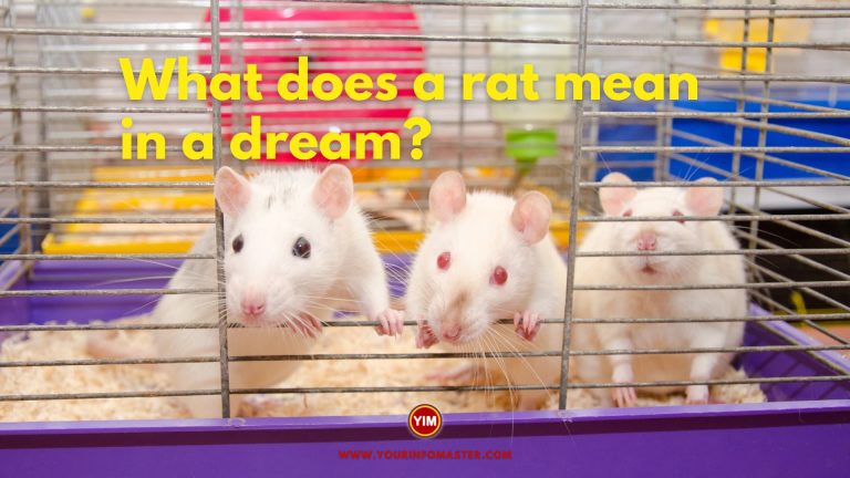 What does a rat mean in a dream