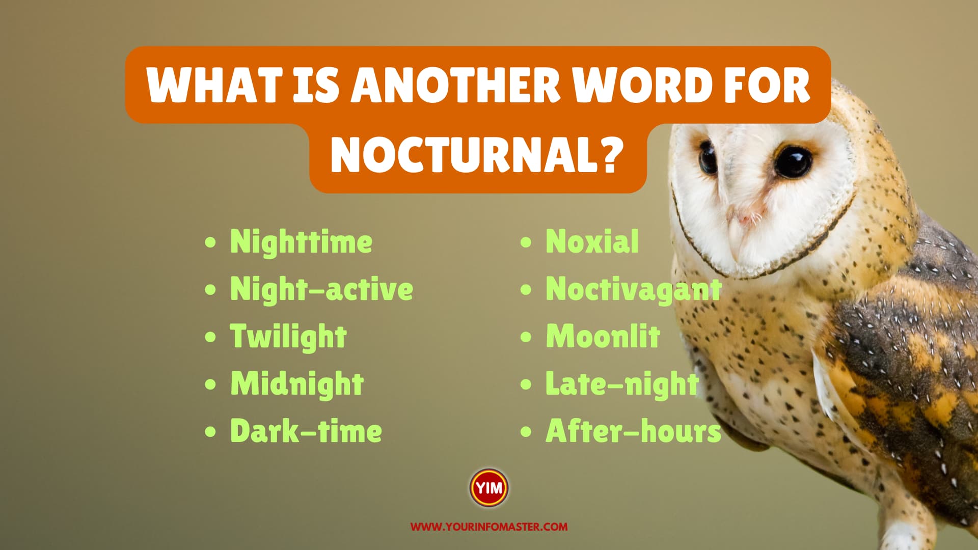 What is another word for Nocturnal