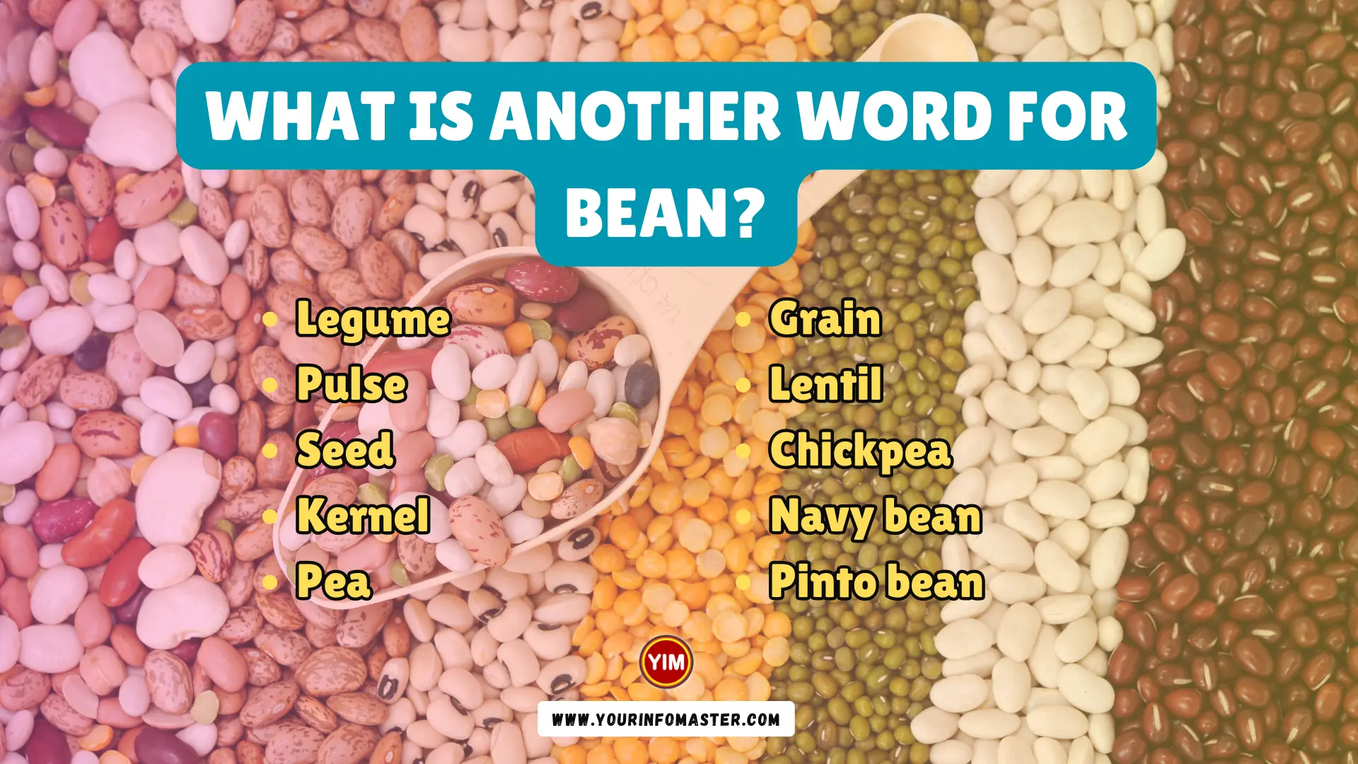 What is another word for Bean