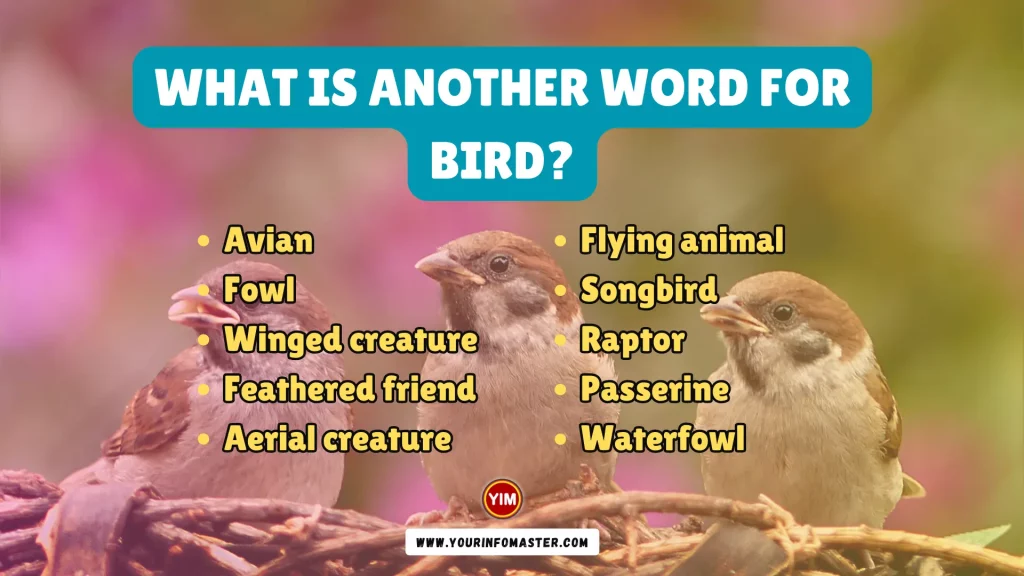 What is another word for Bird