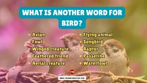 What is another word for Bird