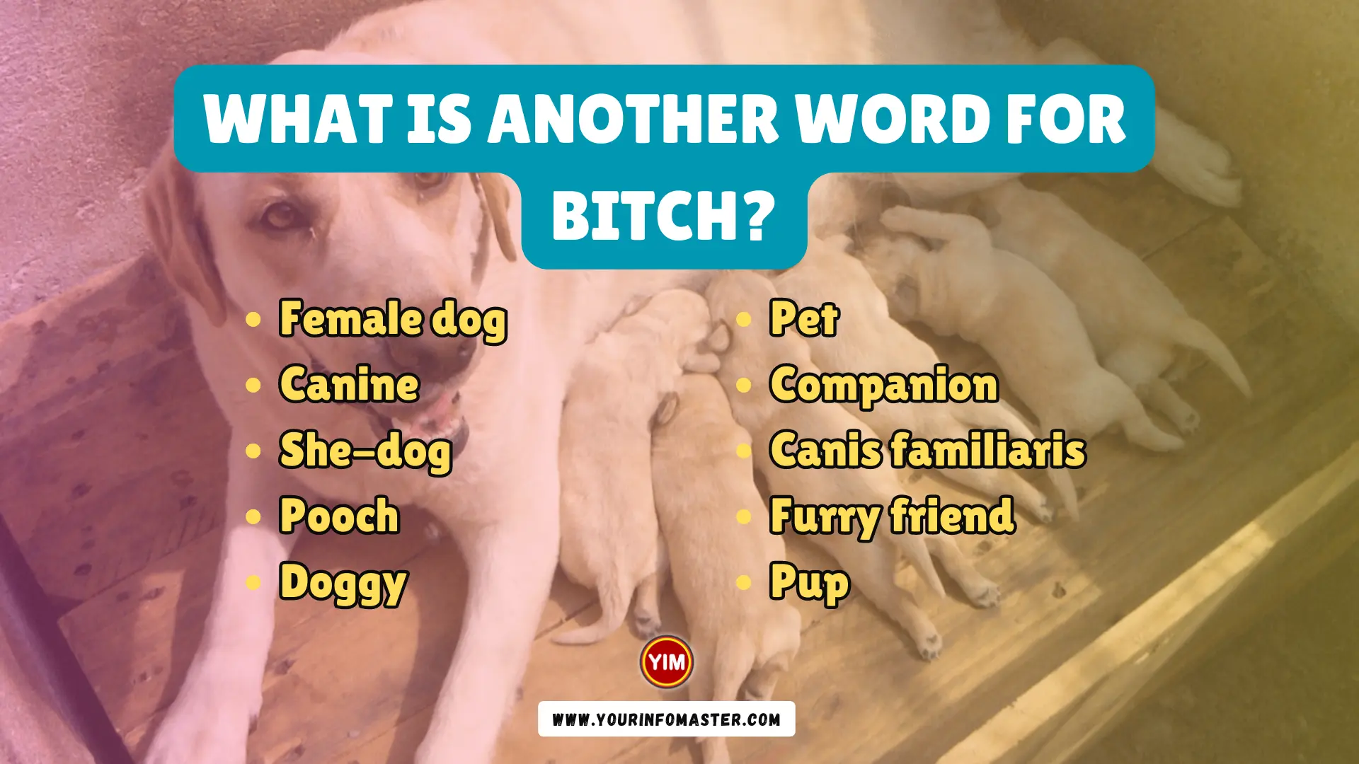 What is another word for Bitch