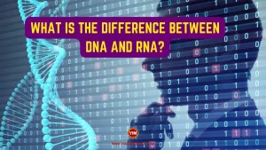 What is the Difference Between DNA and RNA
