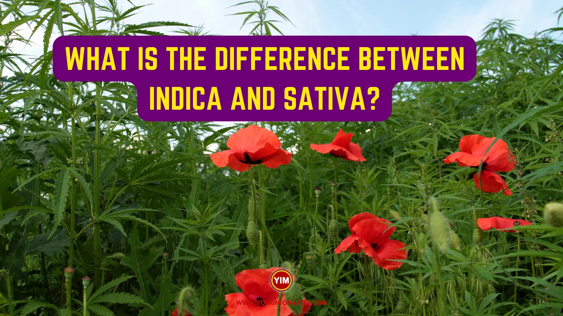 What is the Difference Between Indica and Sativa