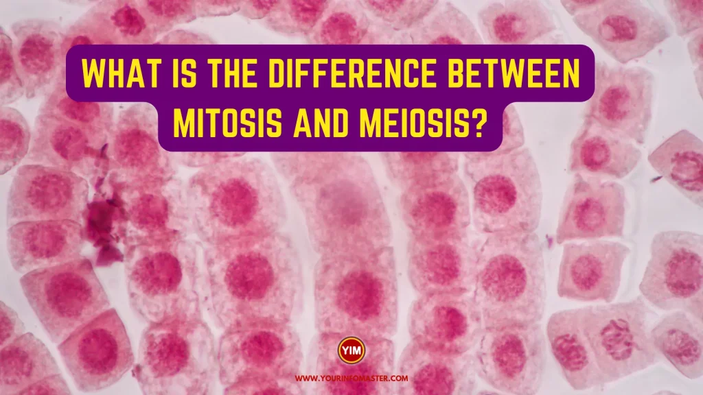 What is the Difference Between Mitosis and Meiosis