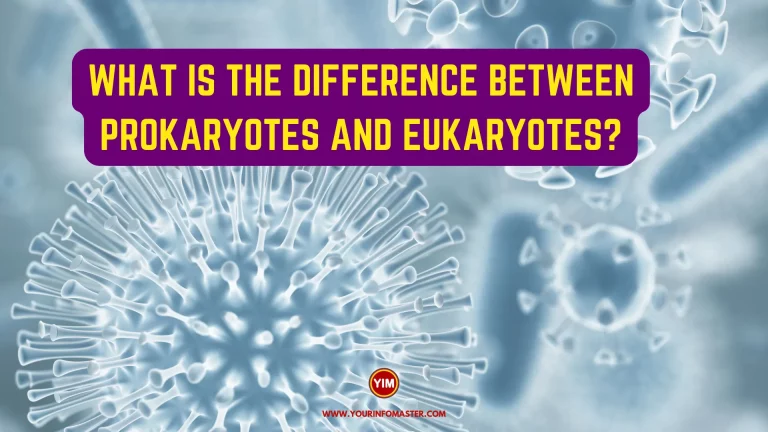 What is the Difference Between Prokaryotes and Eukaryotes