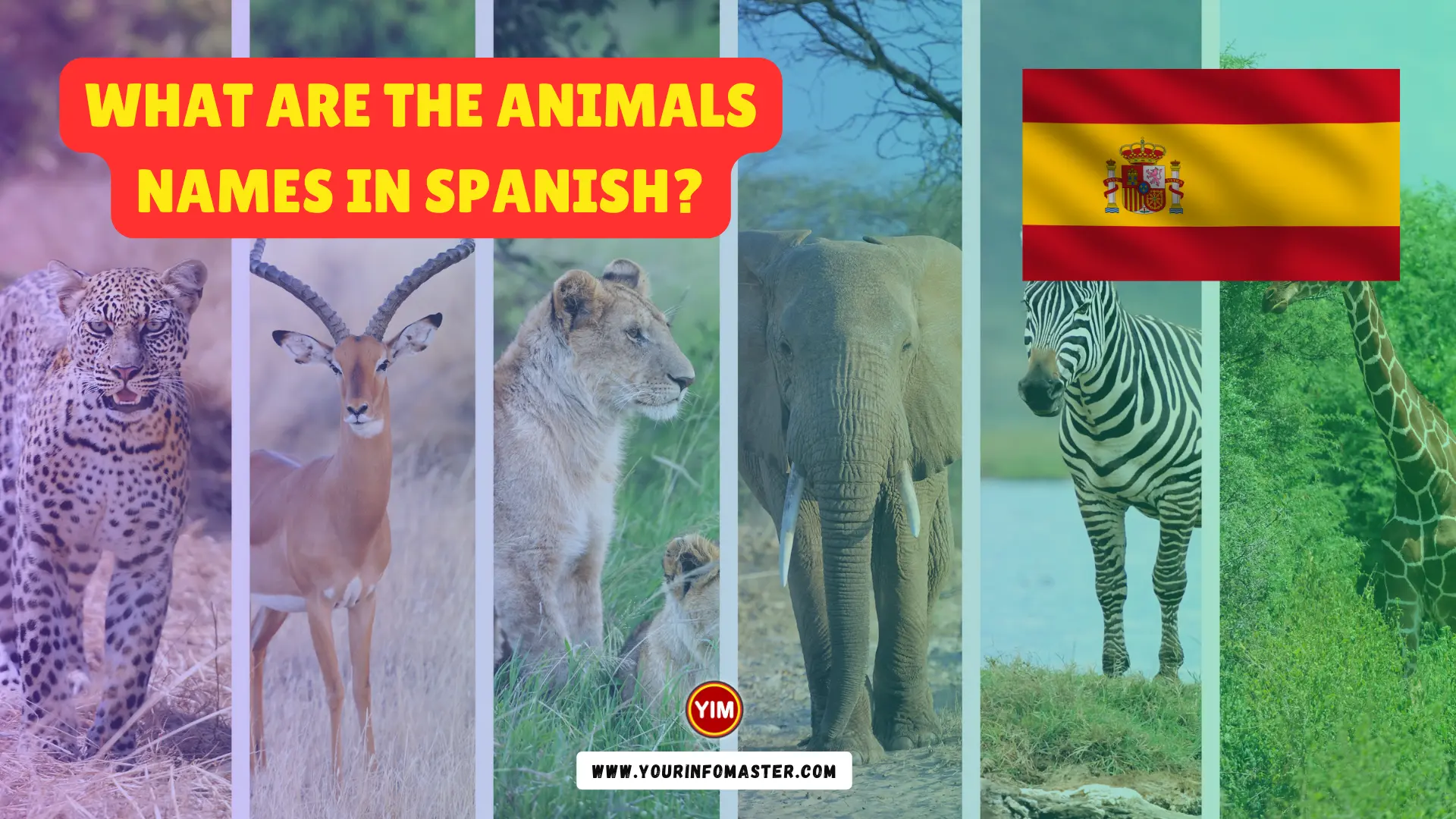 What are the Animals Names in Spanish